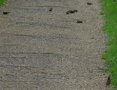 Passer domesticus