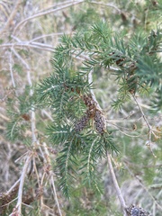 Melaleuca incana