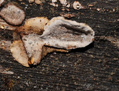 Datronia brunneoleuca