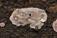 Datronia brunneoleuca