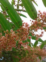 Phyllanthus salviifolius