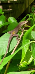 Anolis carolinensis