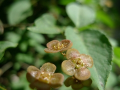Euonymus verrucosus