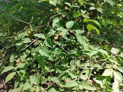 Euonymus verrucosus