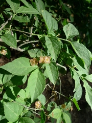 Euonymus verrucosus