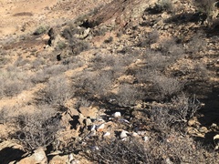 Ruschia namusmontana