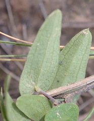 Dioscorea burchellii