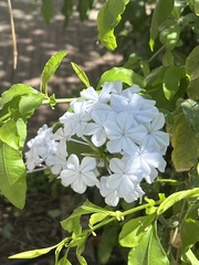 Plumbago auriculata