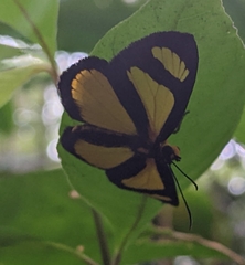 Cabirus procas