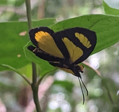Cabirus procas