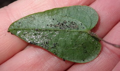 Dioscorea burchellii