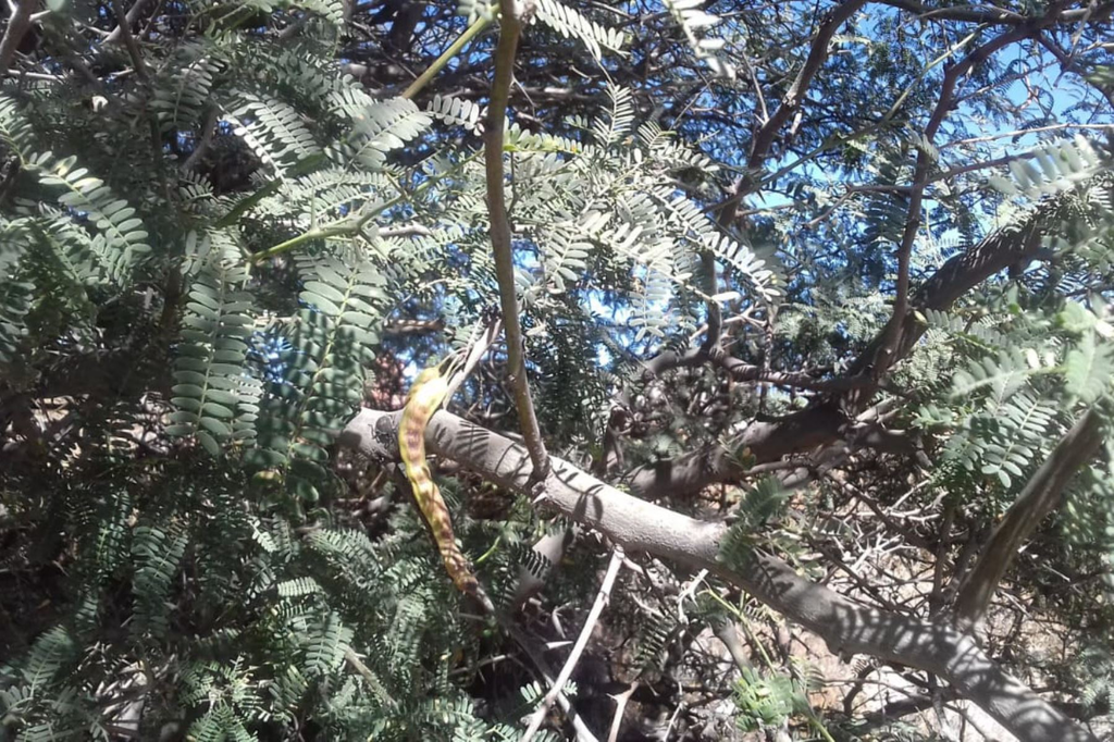 Prosopis calderensis A.Galán, E.Linares, J.Montoya & Vicente Orell. 3