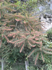 Phyllanthus salviifolius