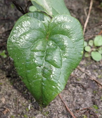 Dioscorea burchellii