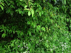 Cotoneaster
