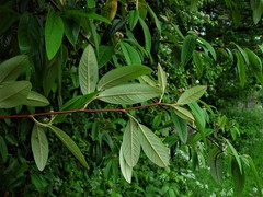 Cotoneaster