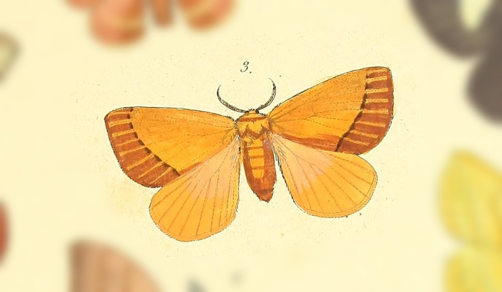 Stenoglene hilaris