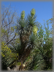 Yucca madrensis