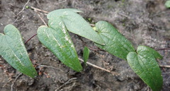 Dioscorea burchellii