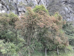 Phyllanthus salviifolius