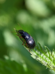 Harpalus rubripes
