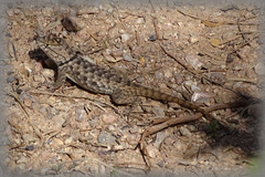 Sceloporus bimaculosus
