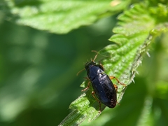 Harpalus rubripes