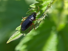 Harpalus rubripes