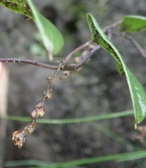 Dioscorea burchellii