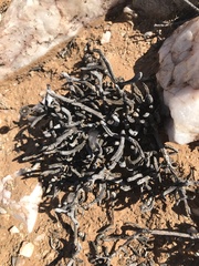 Cephalophyllum numeesense