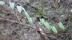 Dioscorea burchellii