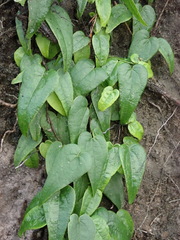 Dioscorea burchellii