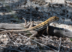 Ctenophorus maculatus