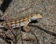 Ctenophorus maculatus