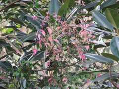 Schizomeria ovata