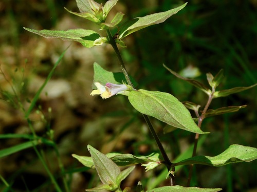 Narrowleaf cowwheat (Melampyrum lineare)