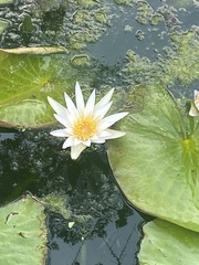 Nymphaea alba