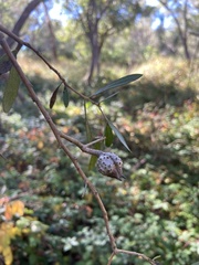 Hakea oleifolia