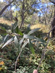 Hakea oleifolia