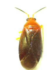Rhinocapsus vanduzeei