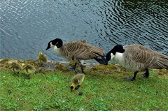 Branta canadensis