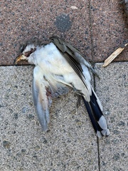 Coccyzus americanus
