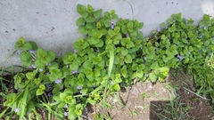 Glechoma hederacea
