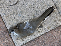 Coccyzus americanus