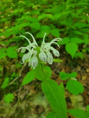 Monarda bradburiana
