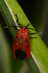 Phauda flammans