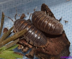 Armadillidium atticum