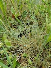 Festuca glauca