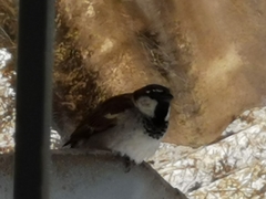 Passer domesticus