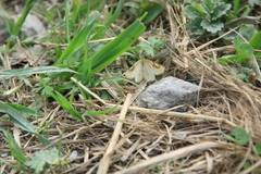 Hypoxystis